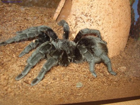 Прикрепленное изображение: Grammostola_pulchra7.JPG