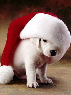 Прикрепленное изображение: Xmas_Pooch.jpg