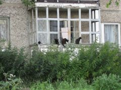 Сколько кошек вы видите?