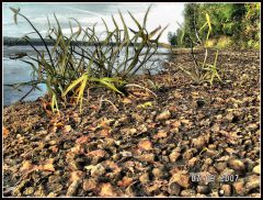 второй пруд