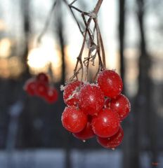 DSC_0223.jpg