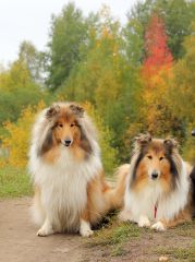 Шик Хоум Кэнди ин Голд "Шуня" - 3 года и мама Женевьев Мэрвей дю Нор "Женя" - 8 лет (Хоксвуд Дип ин Май Дрим+Бэль дэ Нюи Нуар дэ Пари)