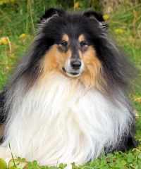 Шик Хоум Кинг оф Юниверс "Карат" - 3 года (Лакнест Корнишмэн + Женевьев Мэрвей Дю Нор)