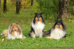 Шик Хоум Кэнди ин Голд "Шуня" - 3 года, Шик Хоум Кисс Ми Джентл "Ласка" (Лакнест Корнишмэн + Женевьев Мэрвей Дю Нор), Шик Хоум Кинг оф Юниверс "Карат" - 3 года (Лакнест Корнишмэн + Женевьев Мэрвей Дю Нор)