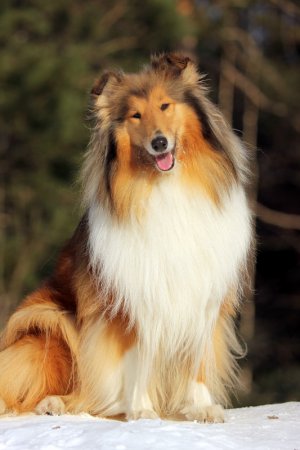 post-26955-0-61053900-1328523708_thumb.jpg