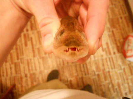 post-26574-0-54711200-1424366382_thumb.jpg