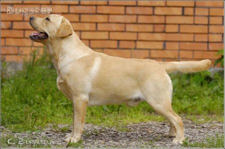 post-43813-0-58917600-1301128714_thumb.jpg