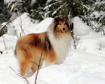 post-26955-0-90524900-1330794314_thumb.jpg