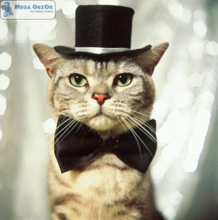 post-29417-0-79091700-1362214880_thumb.jpg
