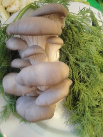 post-28672-0-64312700-1394556978_thumb.jpg