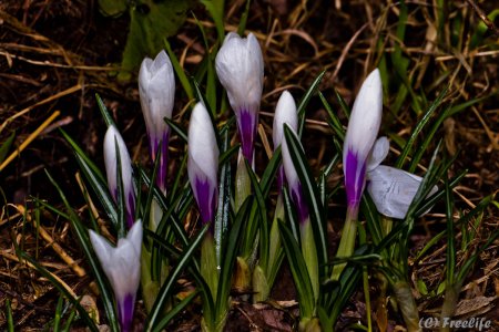 post-30256-0-53386300-1335779454_thumb.jpg