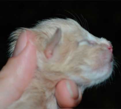 post-64852-0-45498400-1403077295_thumb.jpg