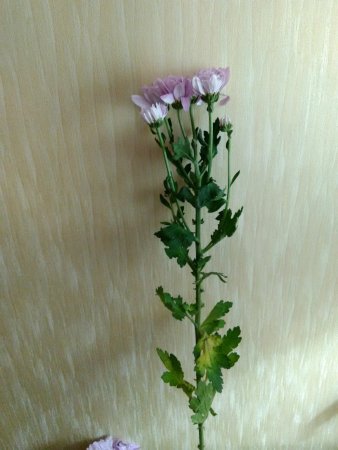 post-31137-0-93291500-1472489530_thumb.jpg