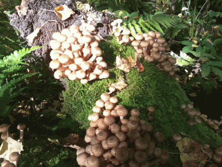 post-65726-0-52942000-1379326692_thumb.gif