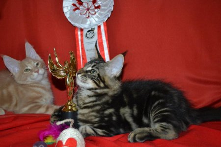 post-64852-0-75341900-1410855241_thumb.jpg