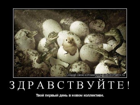post-29417-0-79472100-1353925338_thumb.jpeg
