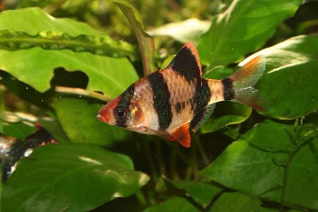 sumatranskij-barbus-animal-reader.ru-003.jpg