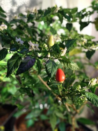 IMG_20181211_154141.jpg