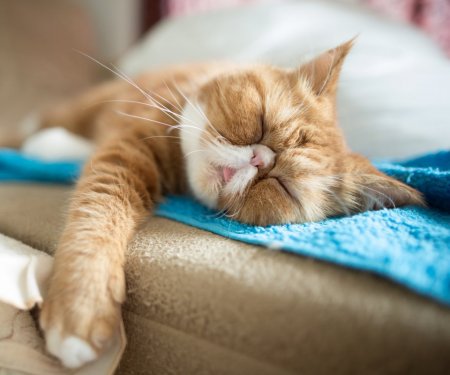 Sleepy-Ginger-Kitty-960x800.jpg