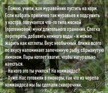 Муравьи скворечник коммандос.jpg
