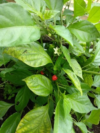 IMG_20190727_133650_600x800.jpg