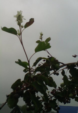 2091306212_.thumb.jpg.b5d23f025f83cb820c1a8e60cc3a8d54.jpg