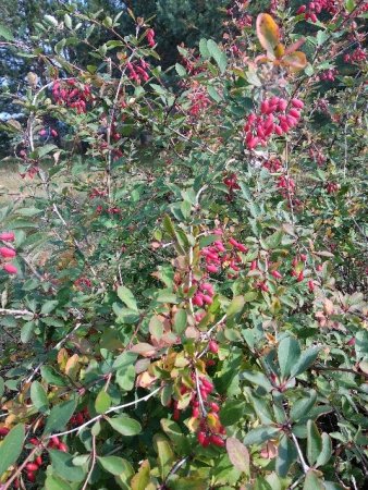 IMG_20190914_140921_480x640.jpg