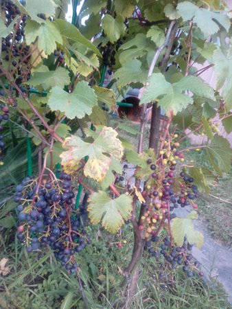 IMG_20190914_142109.jpg