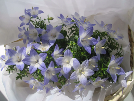 image.thumb.png.8cec2821f16636f74bfb94145eda01e4.png