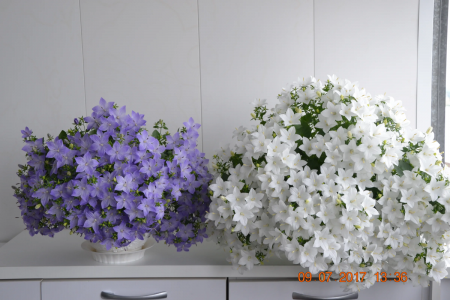 image.thumb.png.b61e79cc5b7b5d674f7fb2bd63fb1fc5.png