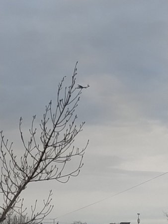 IMG_20191210_111549.jpg