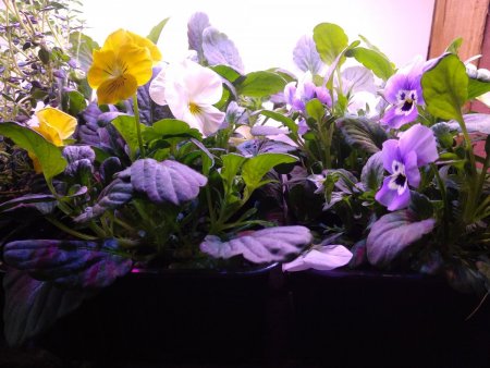IMG_20200327_081441.jpg
