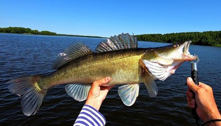 Судак на пять кило.jpg