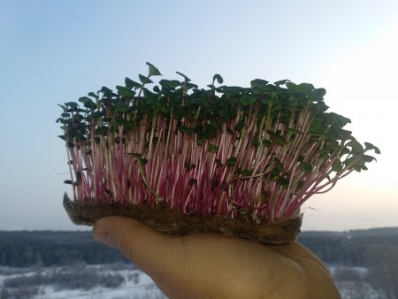 IMG_20201128_101851.jpg