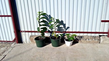 20160726_083915.jpg