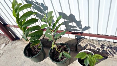 20160726_083942.jpg