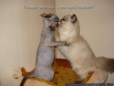 котишуба.jpg