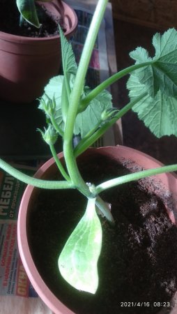 2021-04-16 08-23-53.JPG