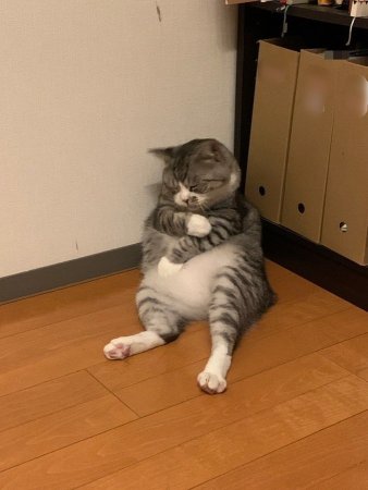 котя.jpg