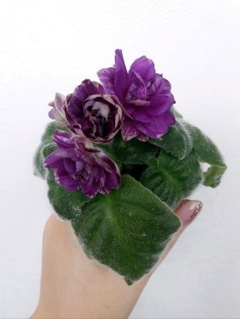F91pSmU9ejA.thumb.jpg.e03cb1ee016b4c837d02a43c972b76f9.jpg