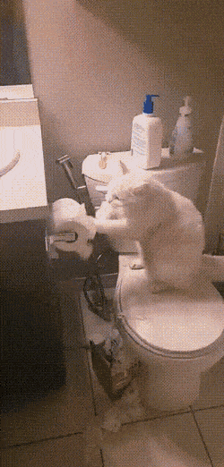1.gif