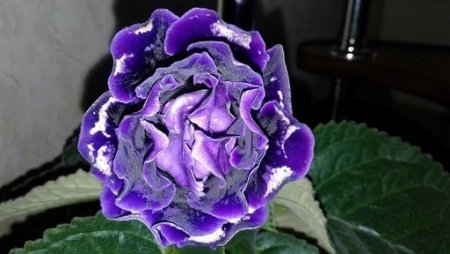 C2cMuKt1zW8.thumb.jpg.8daa69774a0fc2ef5473907dae8a1935.jpg