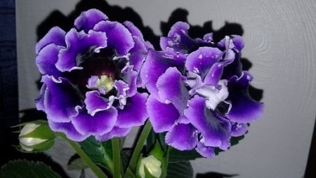ZtpKbW7ajEI.thumb.jpg.76c7f9b5f8e1d1dbd9db3dbce0a9c439.jpg