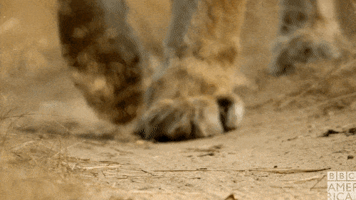 керш.gif