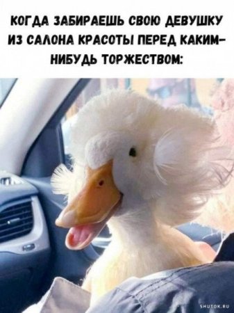утка.jpg