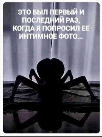 паук.jpg