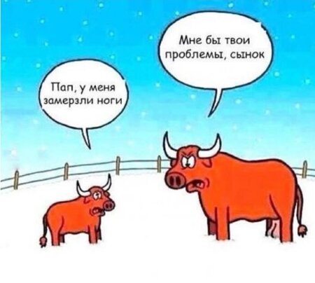 быки.jpg