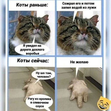 коты_сейчас.jpg
