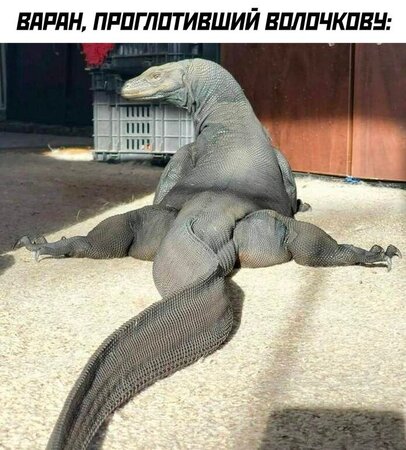 волочкова.jpg