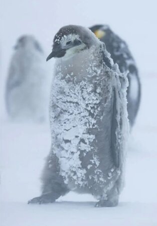IMG_4730.thumb.jpeg.c383bf9f6f9a1e067441490d32f10e83.jpeg